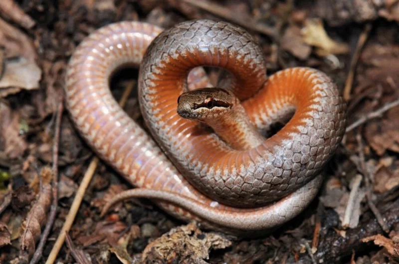 Гадюки укусили двух жителей Гродненской области. Какие еще змеи встречаются в наших лесах и что делать при укусе