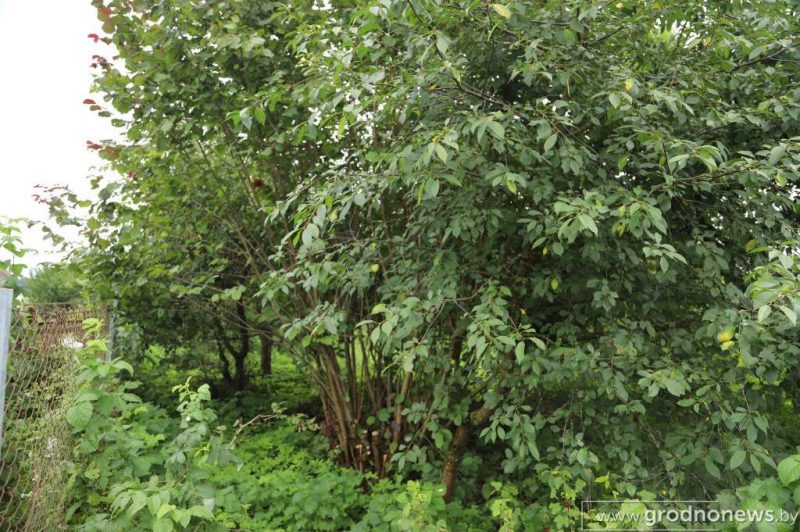 «Живут везде: в доме, сарае, гараже». В Лидском районе соседи-пенсионеры и зоозащитница спорят из-за 13 собак и некошеной травы