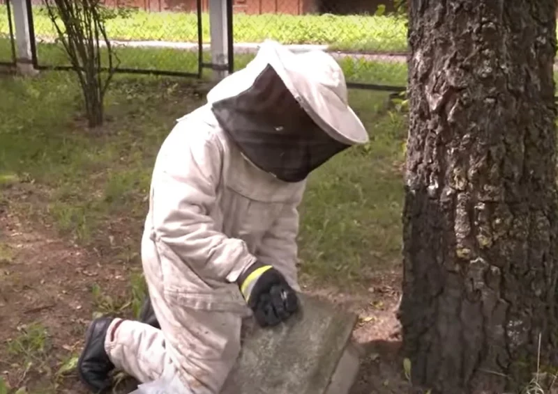 В Гродно стало больше ос и шершней: что делать, если нашли гнездо и как защититься от насекомых