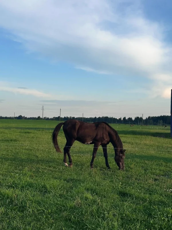 В Гродно старую лошадь продают на мясо. Как можно помочь животным-пенсионерам?