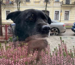 «Есть шанс дождаться свой дом». Гродненскому инстаграмному псу Барону нашли временную передержку