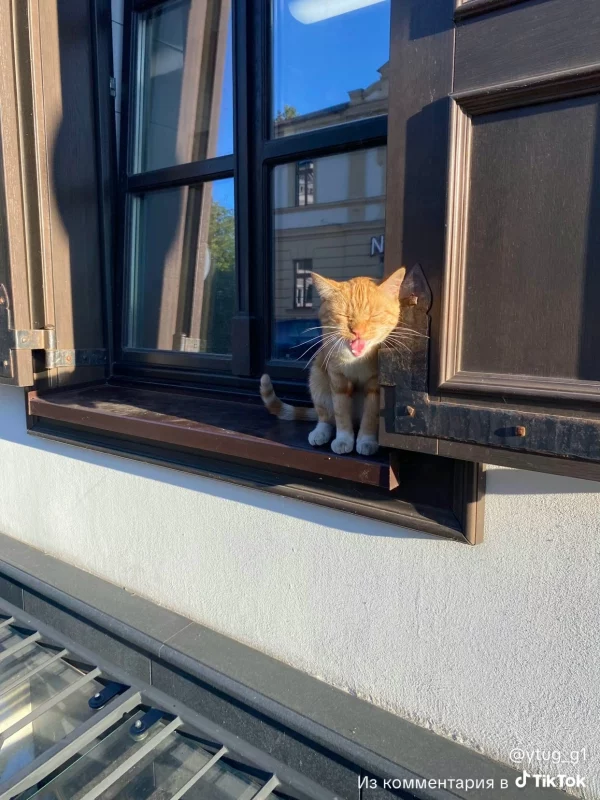 В Гродно появилась новая знаменитость — рыжий кот 