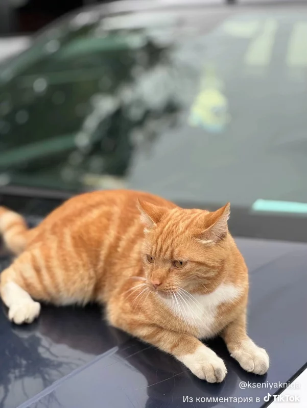 В Гродно появилась новая знаменитость — рыжий кот 