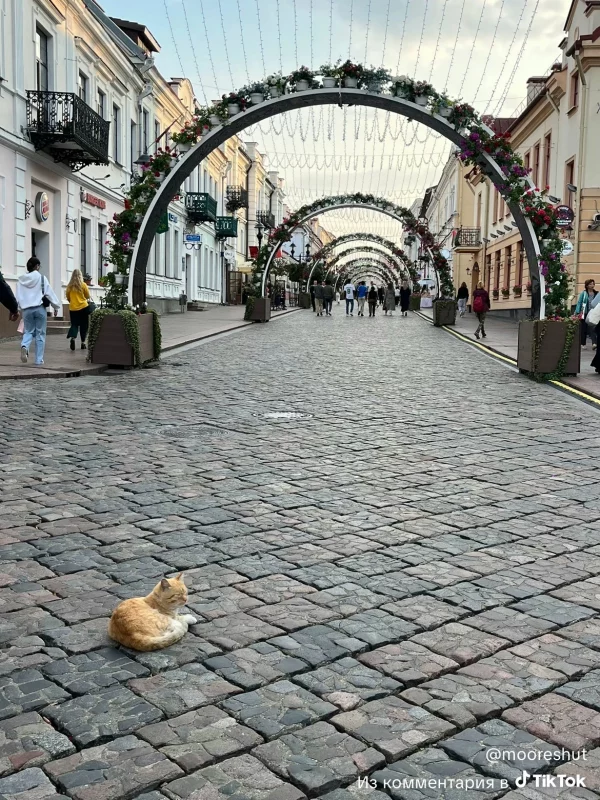 В Гродно появилась новая знаменитость — рыжий кот 
