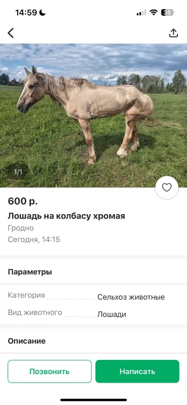 В Гродно старую лошадь продают на мясо. Как можно помочь животным-пенсионерам?