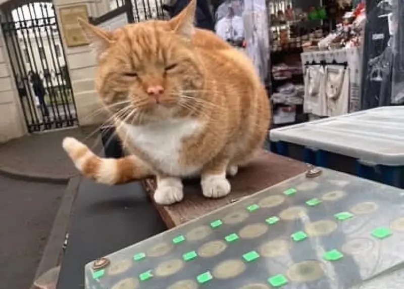 Гродненка спасла “двойника” знаменитого Рыжего с Советской. Животное в тяжелом состоянии и ему нужна помощь (обновлено)