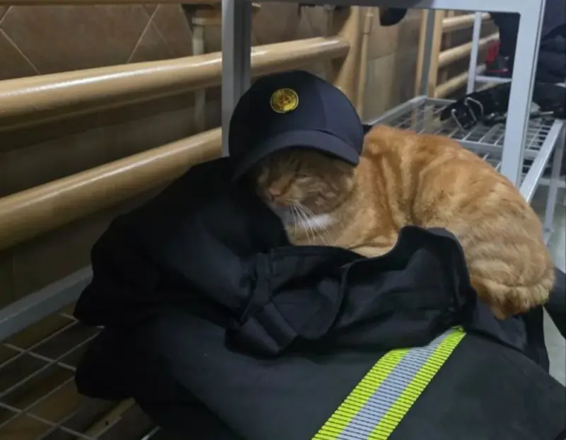 Гродненка спасла “двойника” знаменитого Рыжего с Советской. Животное в тяжелом состоянии и ему нужна помощь (обновлено)