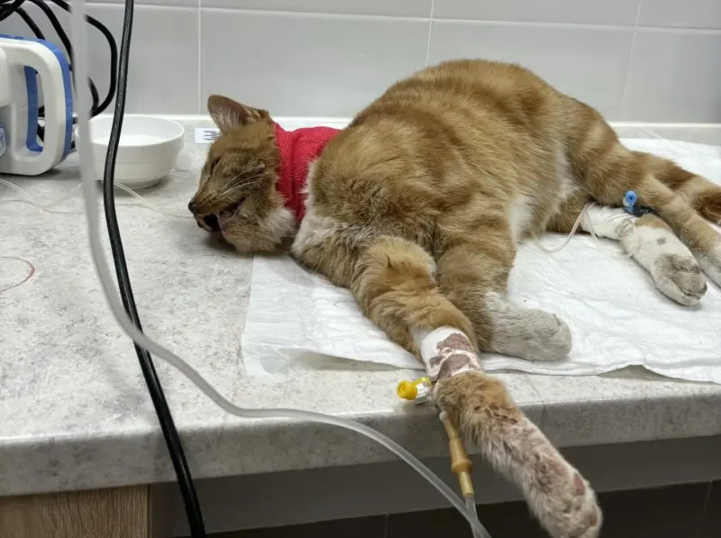 Гродненка спасла “двойника” знаменитого Рыжего с Советской. Животное в тяжелом состоянии и ему нужна помощь (обновлено)