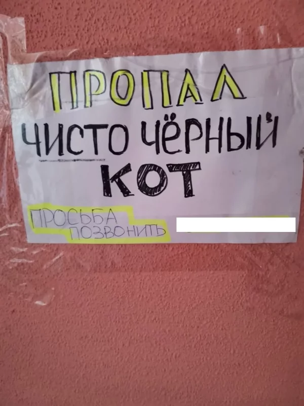 Гродненка потеряла “чисто черного” кота — неравнодушные его вернули