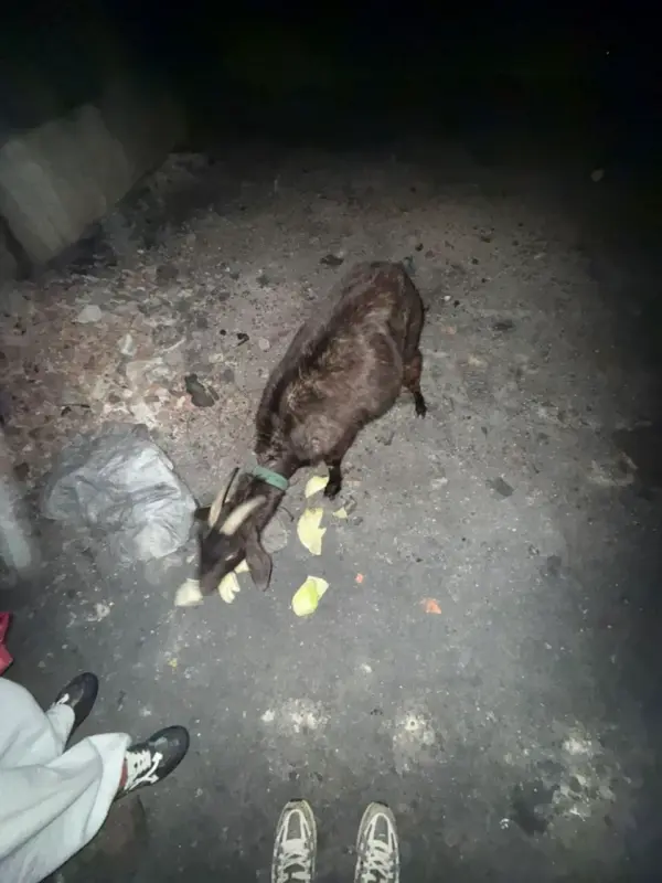 Под Минском замерзают две козы — новых хозяев ищут по всей Беларуси