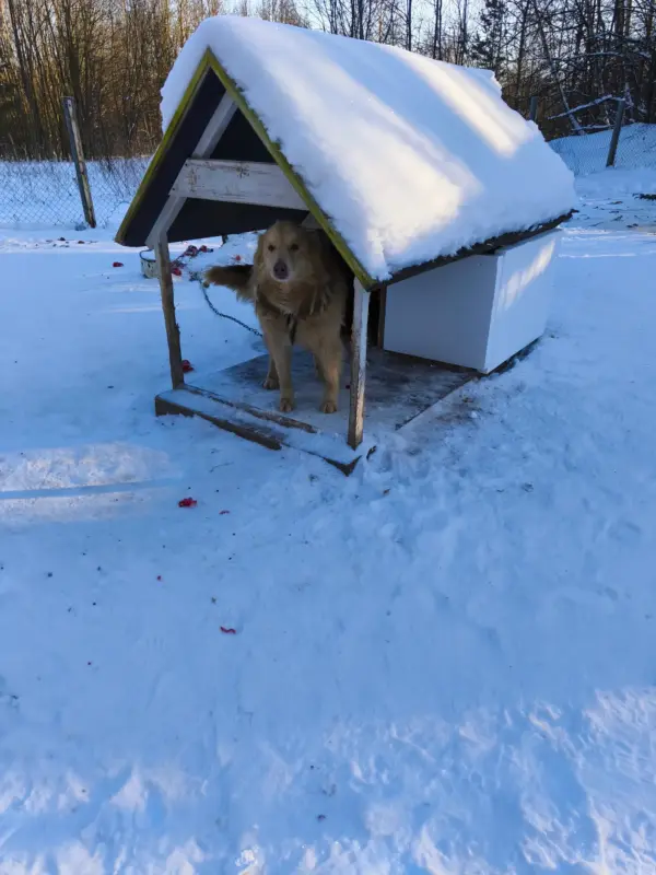 В Гродненском САХе утеплили будки — они помогут собакам пережить морозы 