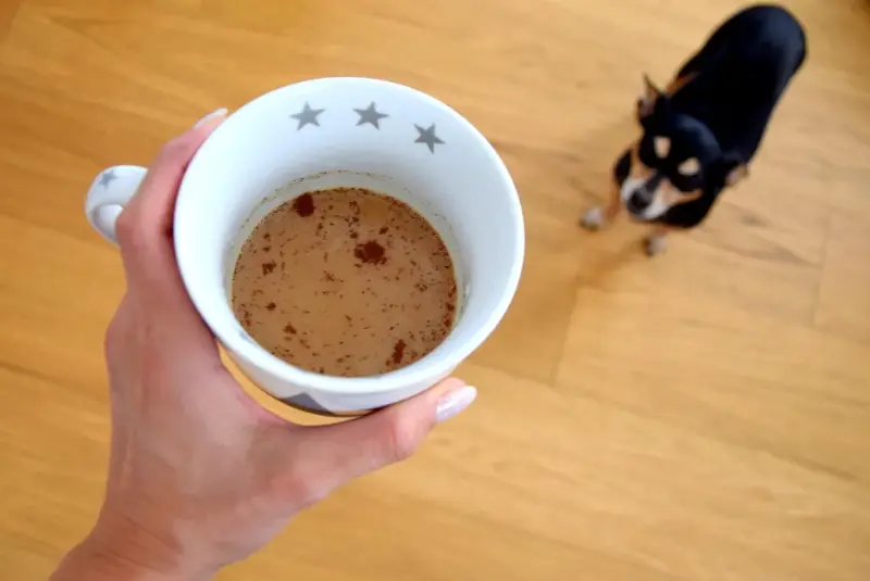 Гродненцы составили список заведений dog-friendly кофе собака
