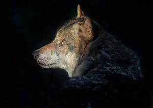 "В Польше бы хвастались". Под Гродно хотели отстрелить волка – а как можно иначе? Волк. Иллюстративное фото