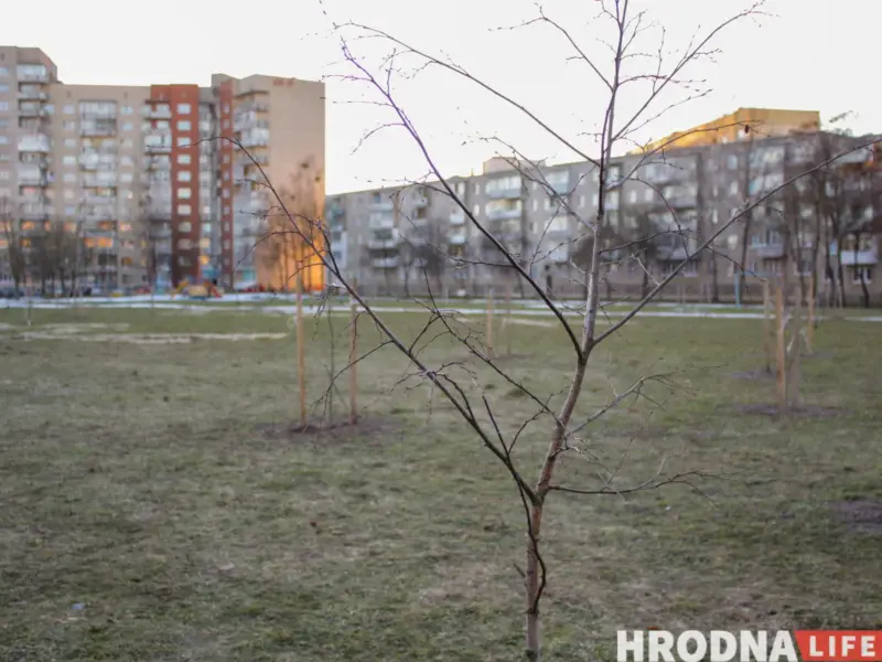 Озеленение в Гродно и Беларуси - большая проблема. Новые парки и скверы в белорусских городах, это часто прутики, воткнутые в землю. По сведениям прокуратуры, 30-70% таких посадок не приживаются.