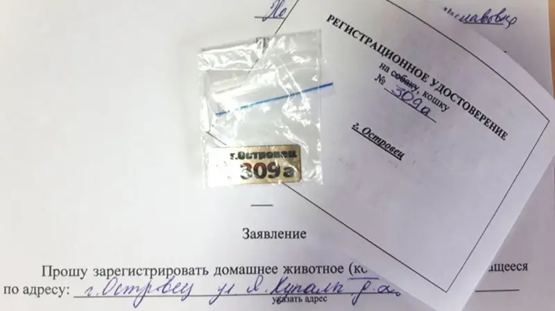 Гродненка удивилась регистрационному жетону для собаки — владельцы спорят о его пользе и удобстве