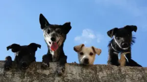 В Слониме уже год пытаются построить пункт временного содержания животных: жители боятся «усыпалки» собаки