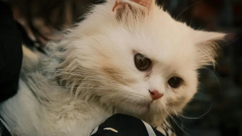 В Слониме уже год пытаются построить пункт временного содержания животных: жители боятся «усыпалки»