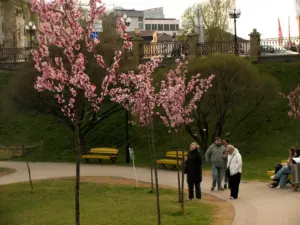 В Гродно зацвела сакура – успейте сделать фотографии В Гродно зацвела сакура – успейте сделать фотографии