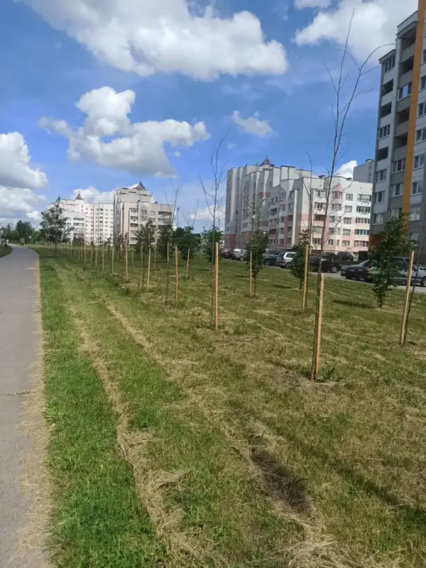 У Слоніме засохлі дзесяткі новых дрэў — камунальнікі паабяцалі іх замяніць
