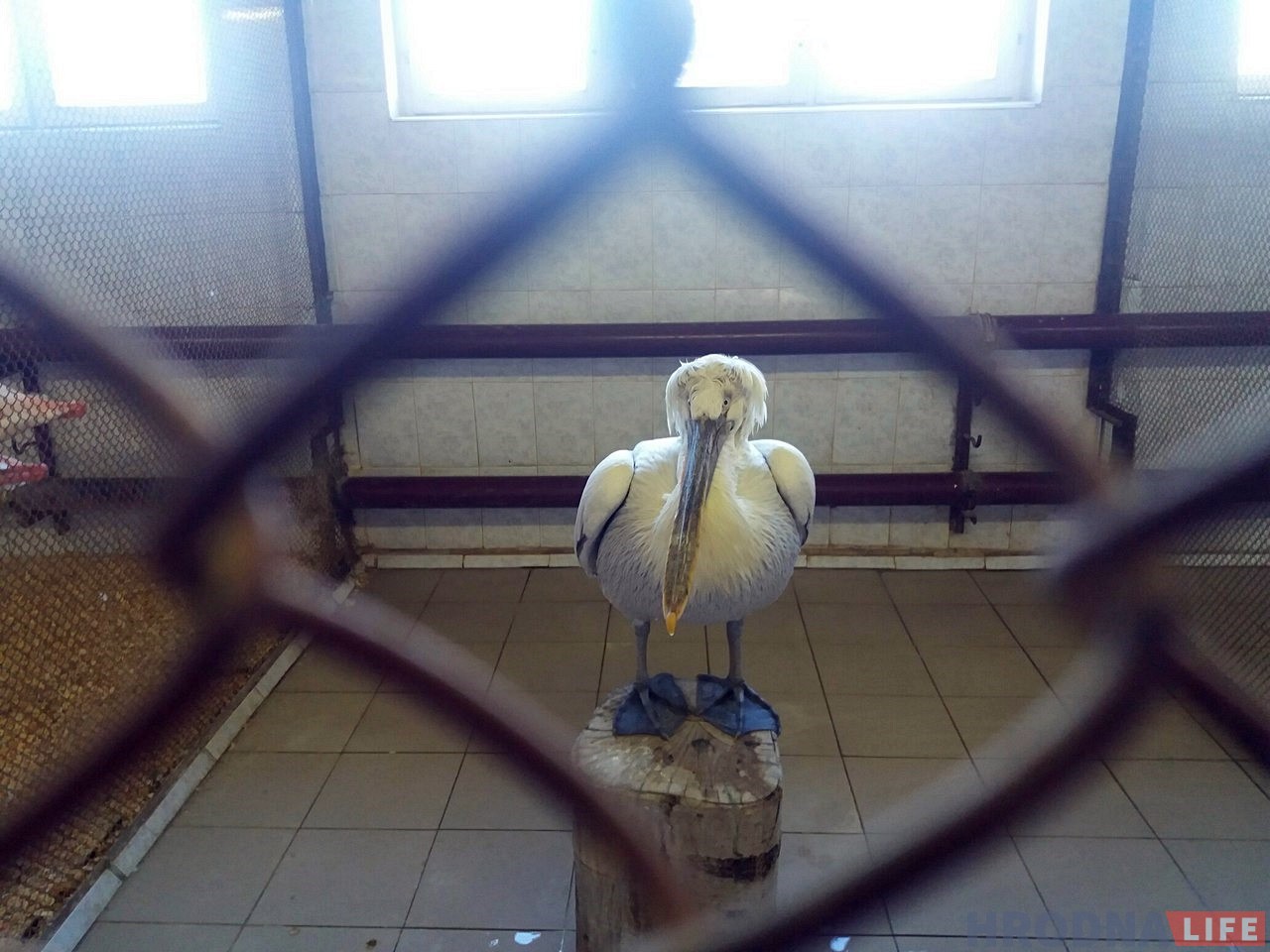 Парадкуюць бярлогі, змяняюць рацыён: гродзенскі заапарк пераходзіць на зімовы рэжым Парадкуюць бярлогі, змяняюць рацыён: гродзенскі заапарк пераходзіць на зімовы рэжым