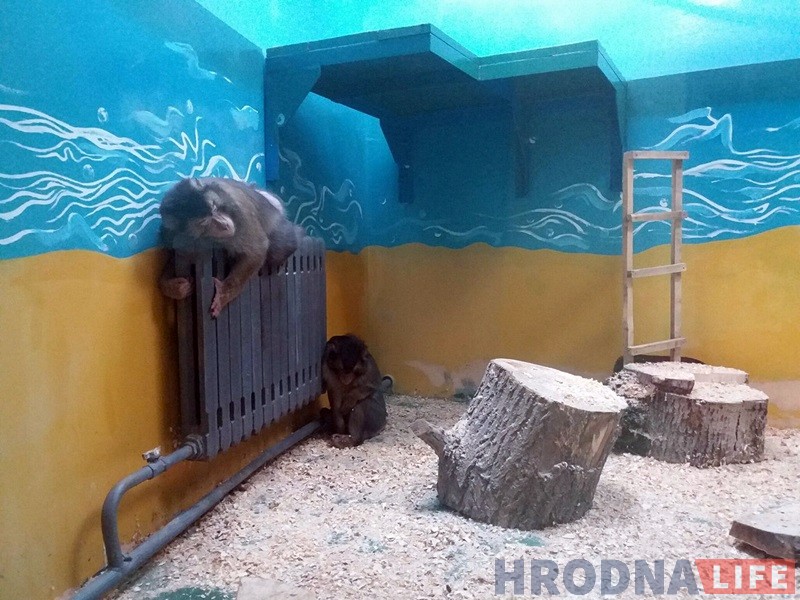 Парадкуюць бярлогі, змяняюць рацыён: гродзенскі заапарк пераходзіць на зімовы рэжым Парадкуюць бярлогі, змяняюць рацыён: гродзенскі заапарк пераходзіць на зімовы рэжым