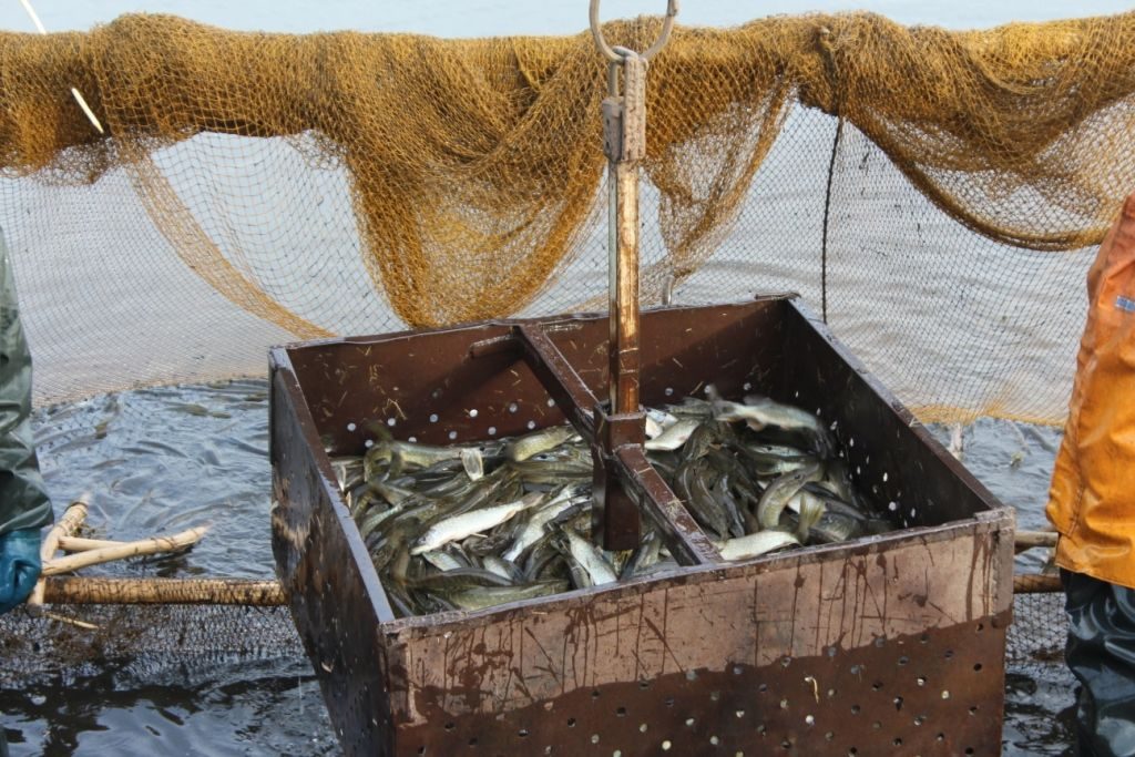У вадаёмы Гродзеншчыны ўсялілі больш за 7 тон рыбы