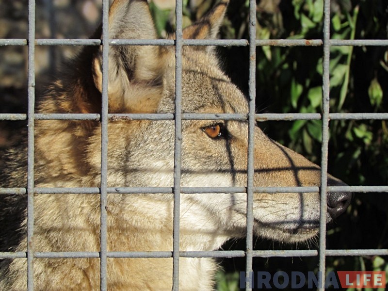 Парадкуюць бярлогі, змяняюць рацыён: гродзенскі заапарк пераходзіць на зімовы рэжым Парадкуюць бярлогі, змяняюць рацыён: гродзенскі заапарк пераходзіць на зімовы рэжым