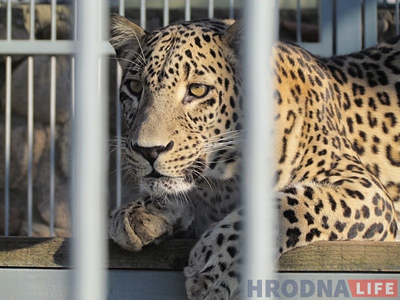 Парадкуюць бярлогі, змяняюць рацыён: гродзенскі заапарк пераходзіць на зімовы рэжым Парадкуюць бярлогі, змяняюць рацыён: гродзенскі заапарк пераходзіць на зімовы рэжым