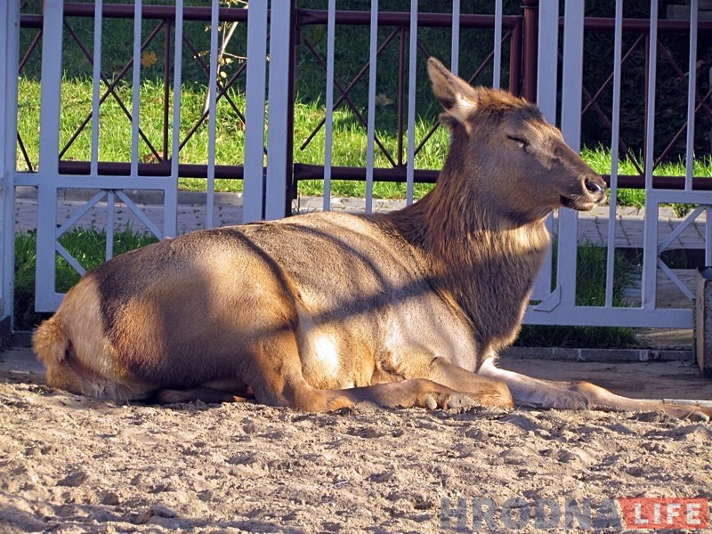 Парадкуюць бярлогі, змяняюць рацыён: гродзенскі заапарк пераходзіць на зімовы рэжым Парадкуюць бярлогі, змяняюць рацыён: гродзенскі заапарк пераходзіць на зімовы рэжым