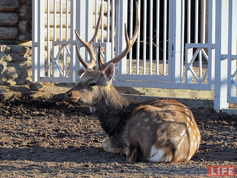 Парадкуюць бярлогі, змяняюць рацыён: гродзенскі заапарк пераходзіць на зімовы рэжым Парадкуюць бярлогі, змяняюць рацыён: гродзенскі заапарк пераходзіць на зімовы рэжым