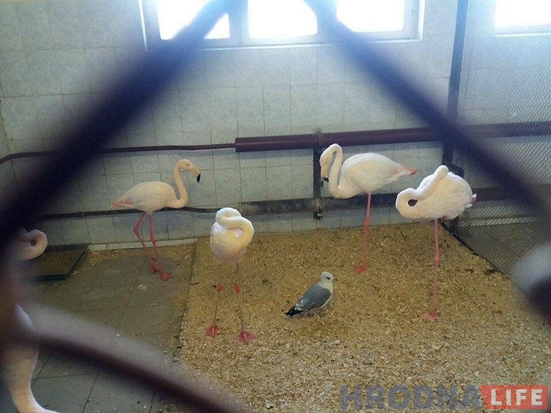 Парадкуюць бярлогі, змяняюць рацыён: гродзенскі заапарк пераходзіць на зімовы рэжым Парадкуюць бярлогі, змяняюць рацыён: гродзенскі заапарк пераходзіць на зімовы рэжым