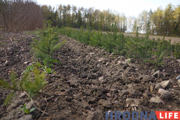 Лясныя культуры пасля пасадкі. Фота: Ірына Новік