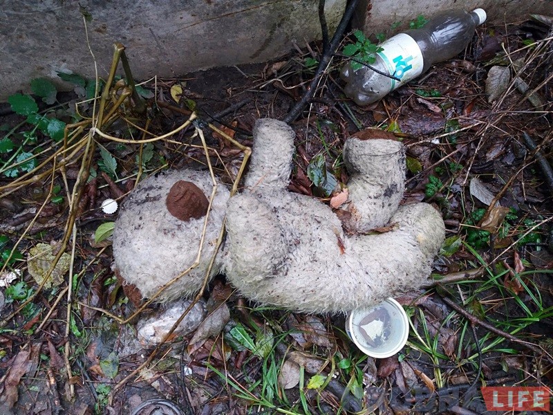 "Сядзяць і плачуць". Як пенсіянеры на Фолюшы рыхтуюцца да зносу нелегальных агародаў "Сядзяць і плачуць". Як пенсіянеры на Фолюшы рыхтуюцца да зносу нелегальных агародаў