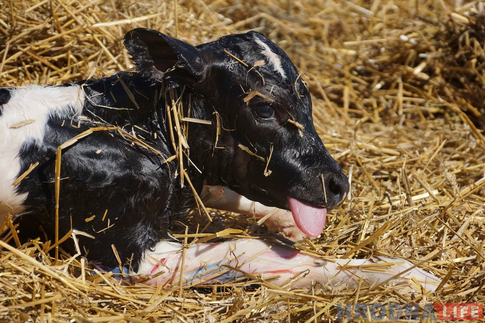 veteryinaryi-savoshchyik-v-25