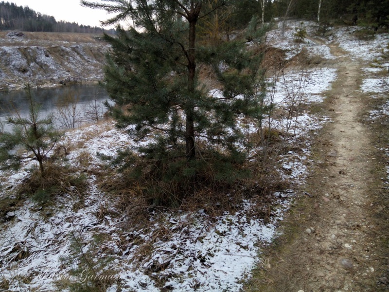 Гродзенец расказаў на YouTube пра напад дзікоў. Паляўнічыя яму не вераць Гродзенец расказаў на YouTube пра напад дзікоў. Паляўнічыя яму не вераць