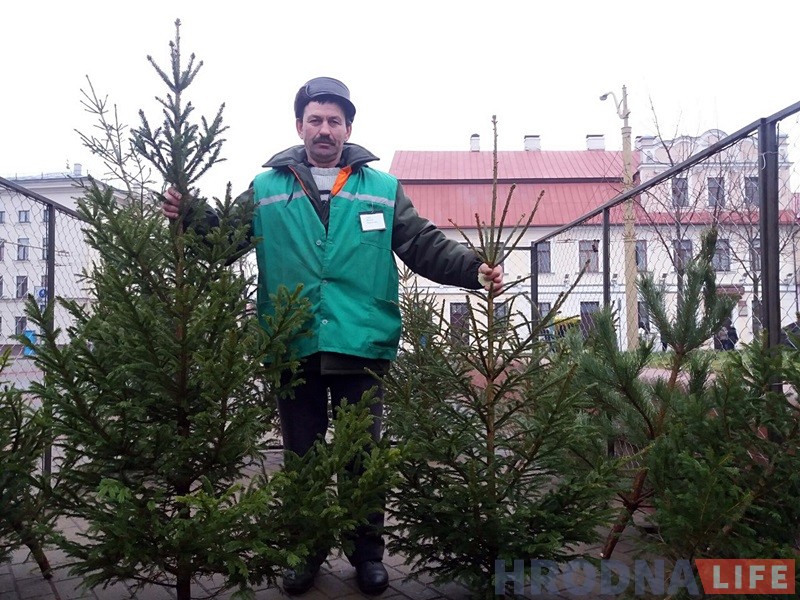 У Гродне з'явіліся прыватныя елкавыя базары: тыя ж дрэўцы, але ўпакаваныя У Гродне з'явіліся прыватныя елкавыя базары: тыя ж дрэўцы, але ўпакаваныя