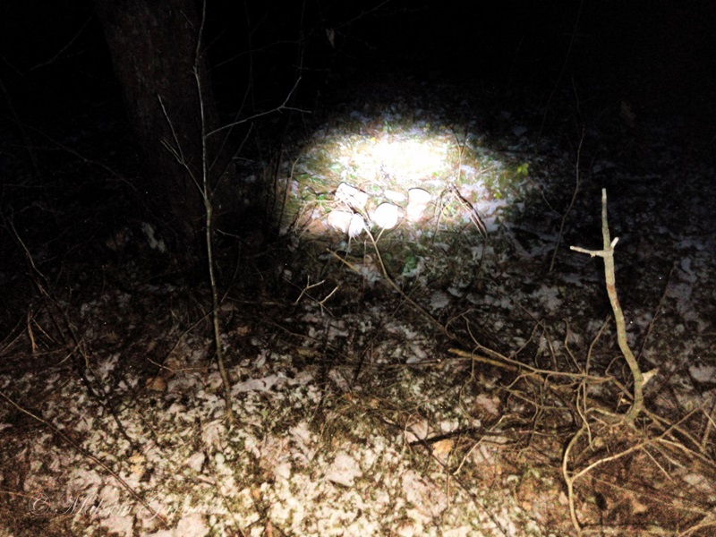 Гродзенец расказаў на YouTube пра напад дзікоў. Паляўнічыя яму не вераць Гродзенец расказаў на YouTube пра напад дзікоў. Паляўнічыя яму не вераць