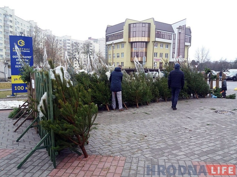 У Гродне з'явіліся прыватныя елкавыя базары: тыя ж дрэўцы, але ўпакаваныя У Гродне з'явіліся прыватныя елкавыя базары: тыя ж дрэўцы, але ўпакаваныя