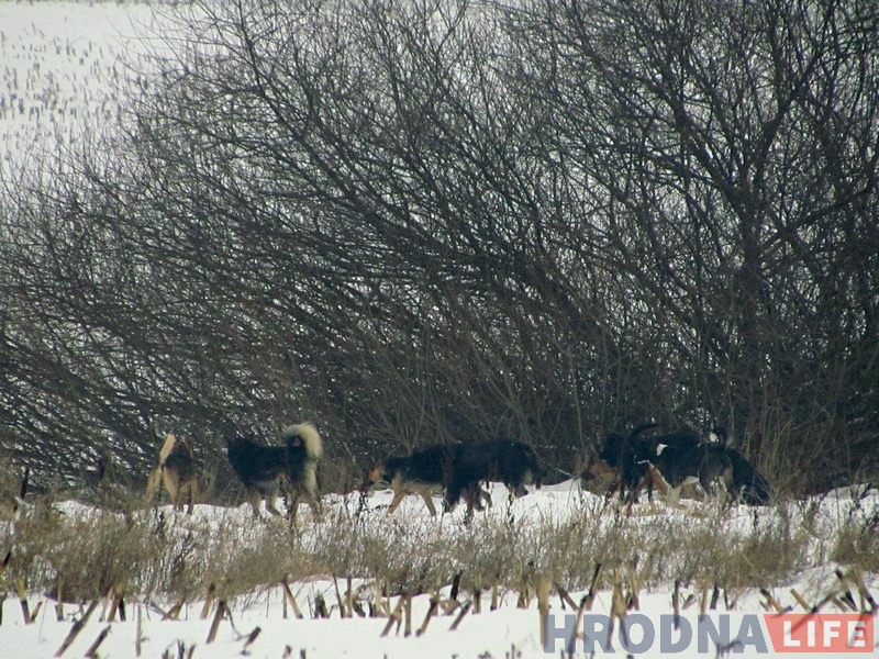 На ўскраіне Гродна блукае зграя бадзяжных сабак. Што рабіць, калі іх сустрэнеш? На ўскраіне Гродна блукае зграя бадзяжных сабак. Што рабіць, калі іх сустрэнеш?