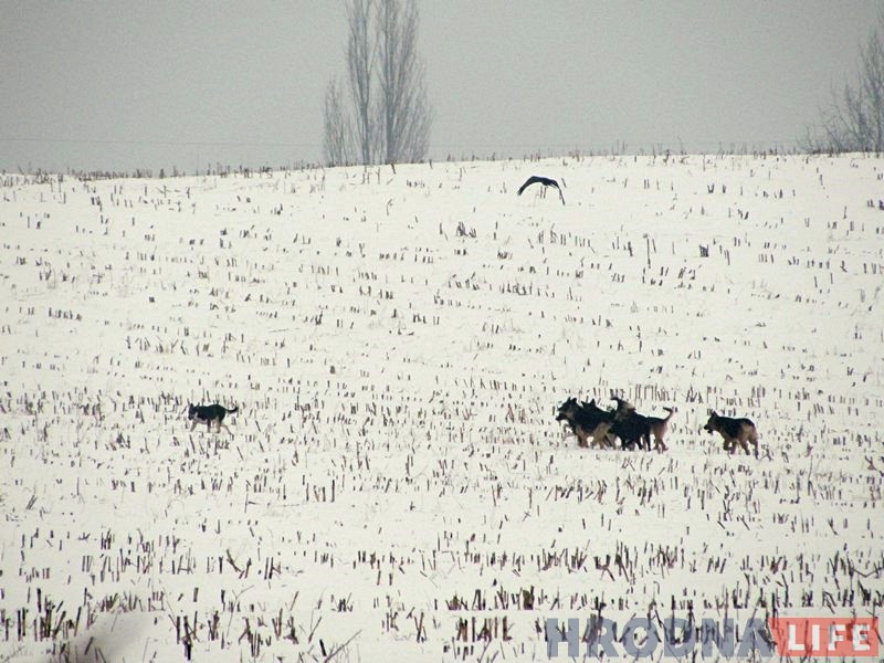 На ўскраіне Гродна блукае зграя бадзяжных сабак. Што рабіць, калі іх сустрэнеш? На ўскраіне Гродна блукае зграя бадзяжных сабак. Што рабіць, калі іх сустрэнеш?