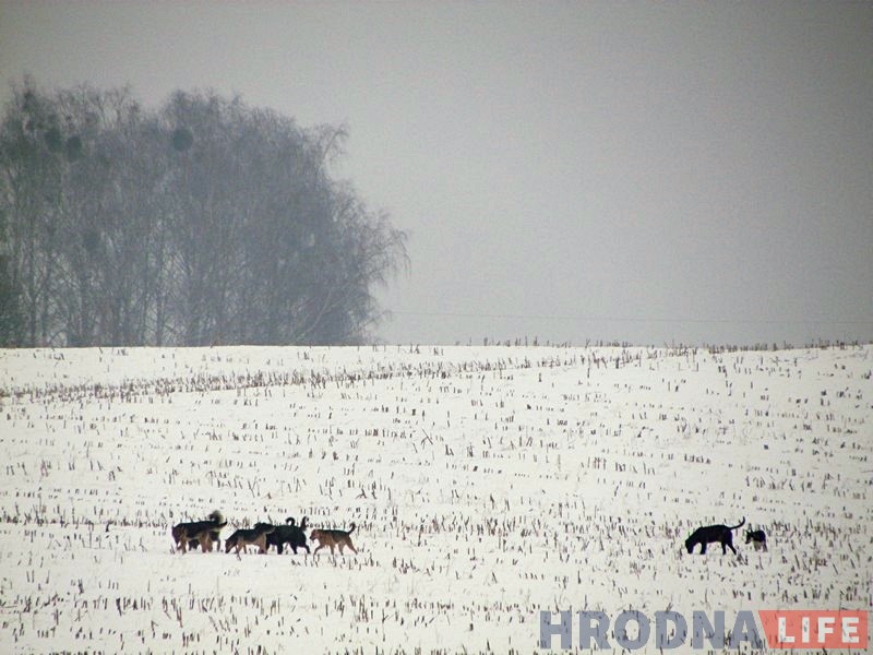 На ўскраіне Гродна блукае зграя бадзяжных сабак. Што рабіць, калі іх сустрэнеш? На ўскраіне Гродна блукае зграя бадзяжных сабак. Што рабіць, калі іх сустрэнеш?