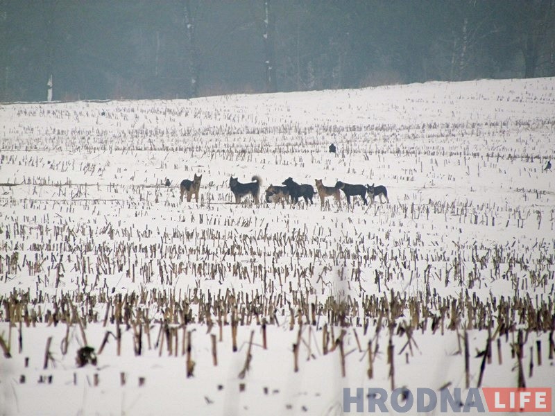 На ўскраіне Гродна блукае зграя бадзяжных сабак. Што рабіць, калі іх сустрэнеш? На ўскраіне Гродна блукае зграя бадзяжных сабак. Што рабіць, калі іх сустрэнеш?
