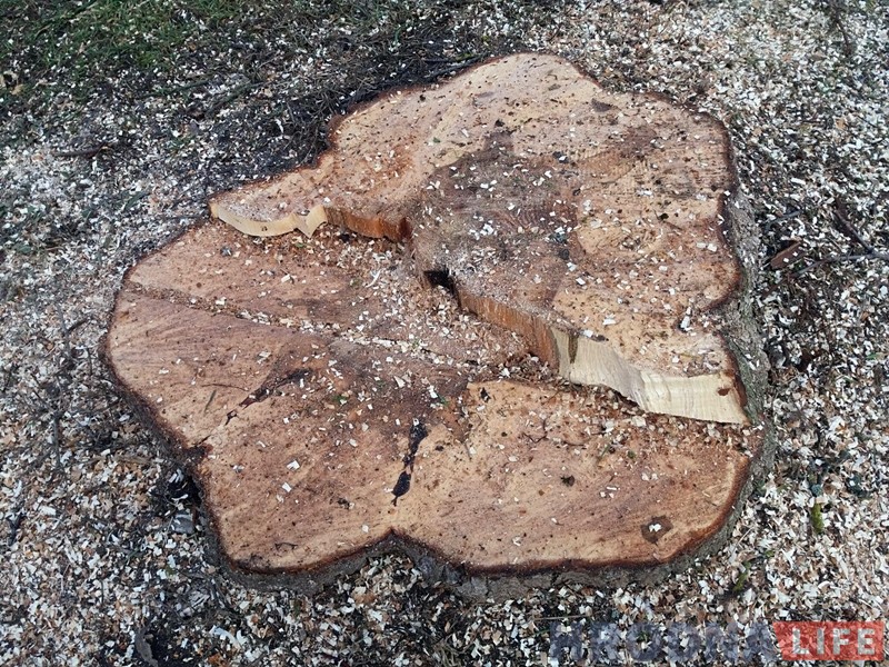 Ахова прыроды прыпыніла спілоўку дрэваў на Тэлеграфнай Ахова прыроды прыпыніла спілоўку дрэваў на Тэлеграфнай