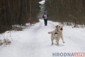 Сабакі, якія ратуюць людзей. Як працуе ў Гродне валанцёрскі кіналагічны атрад