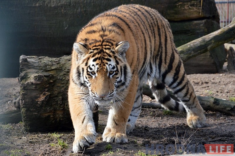 Гродзенскі заапарк запрашае адзначыць першы Дзень нараджэння тыграў Губерта і Хэльгі Гродзенскі заапарк запрашае адзначыць першы Дзень нараджэння тыграў Губерта і Хэльгі