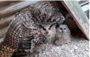 Займальнае відэа: У Гродзенскім заапарку філіны ўпершыню вывелі птушанятак Займальнае відэа: У Гродзенскім заапарку філіны ўпершыню вывелі птушанятак