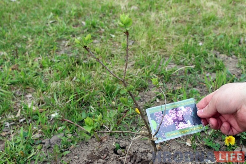 Напярэдадні 9 мая ў Каложскім парку заклалі чарговую алею «Сирень Победы» Напярэдадні 9 мая ў Каложскім парку заклалі чарговую алею «Сирень Победы»