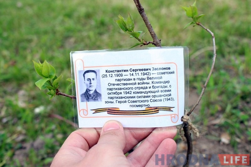 Напярэдадні 9 мая ў Каложскім парку заклалі чарговую алею «Сирень Победы» Напярэдадні 9 мая ў Каложскім парку заклалі чарговую алею «Сирень Победы»