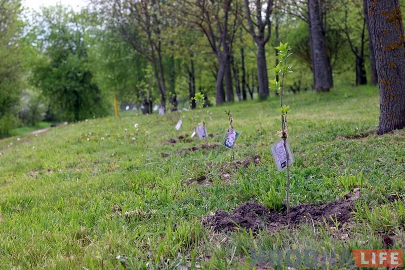 Напярэдадні 9 мая ў Каложскім парку заклалі чарговую алею «Сирень Победы» Напярэдадні 9 мая ў Каложскім парку заклалі чарговую алею «Сирень Победы»