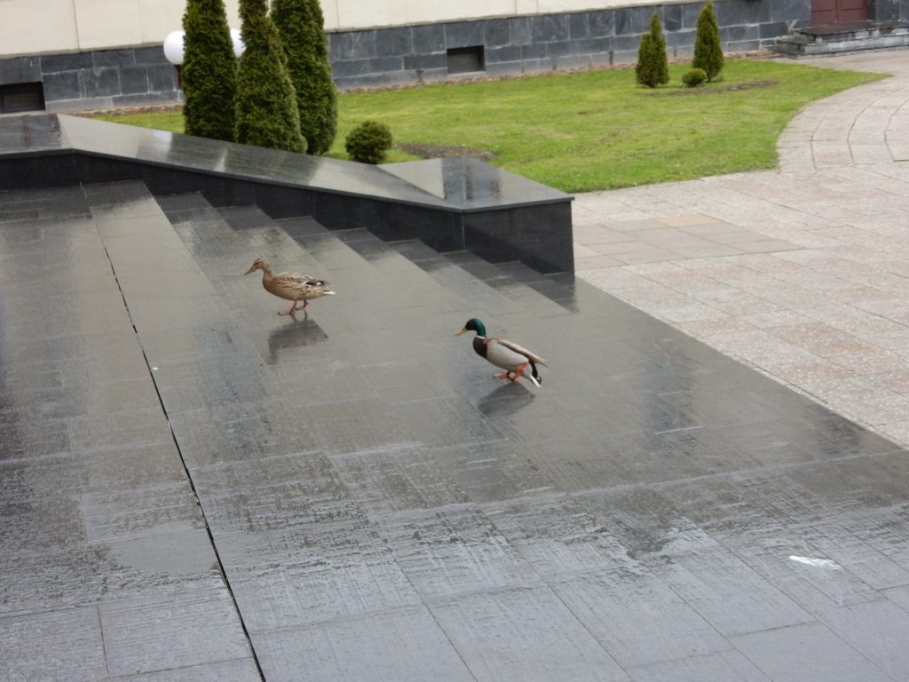 У Новы замак прыйшлі качкі-турысткі